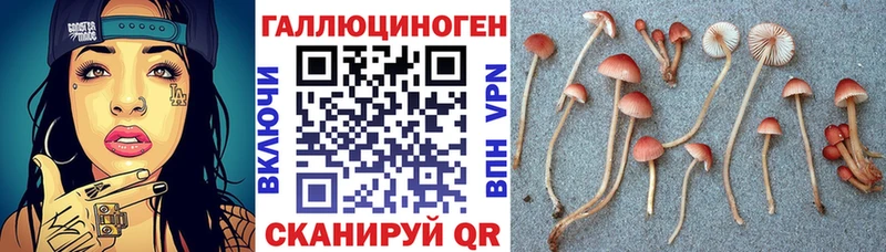 Галлюциногенные грибы Psilocybe  где купить   Дно 
