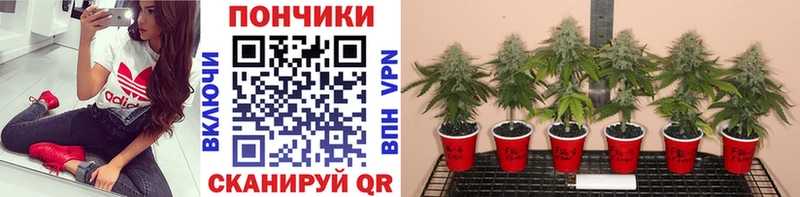 Каннабис планчик  МЕГА зеркало  Дно 